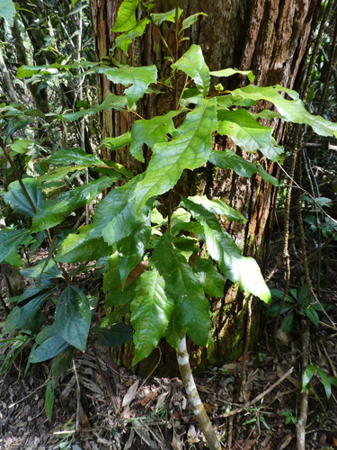 Norton's silky oak (Helicia nortoniana)
