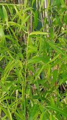 Salix