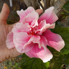 Hibiscus rosa-sinensis