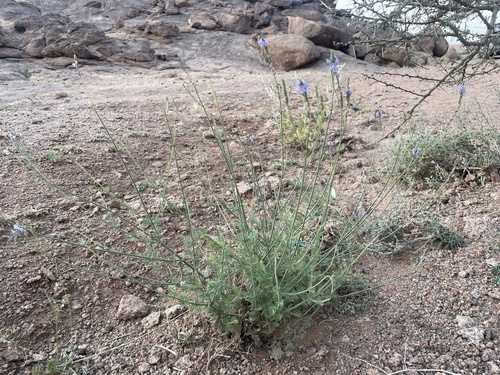 Lavandula coronopifolia, photograph 3