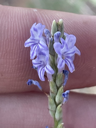 Lavandula coronopifolia, photograph 4