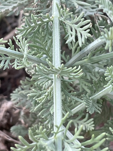 Lavandula coronopifolia, photograph 5