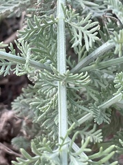 (c) Chase Mathey, some rights reserved (CC BY) Lavandula coronopifolia, photograph (c) Chase Mathey, some rights reserved (CC BY)