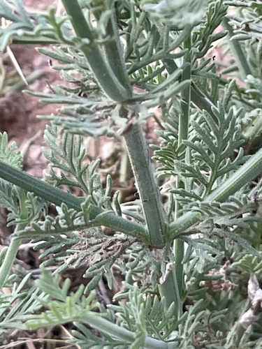 Lavandula coronopifolia, photograph 6