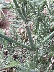 Lavandula coronopifolia, photograph (c) Chase Mathey, some rights reserved (CC BY)