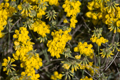 Coronilla