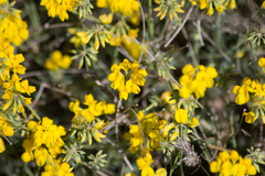 Coronilla