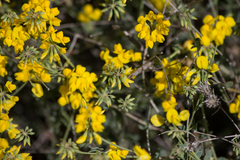 Coronilla