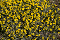 Coronilla