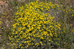 Coronilla