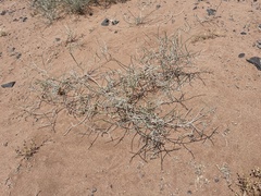 Saxaul (Haloxylon salicornicum)