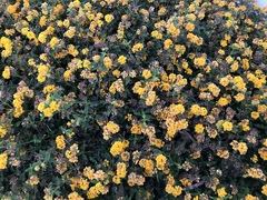 Lantana