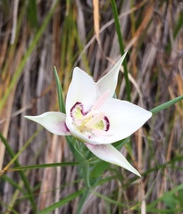 Calochortus lyallii