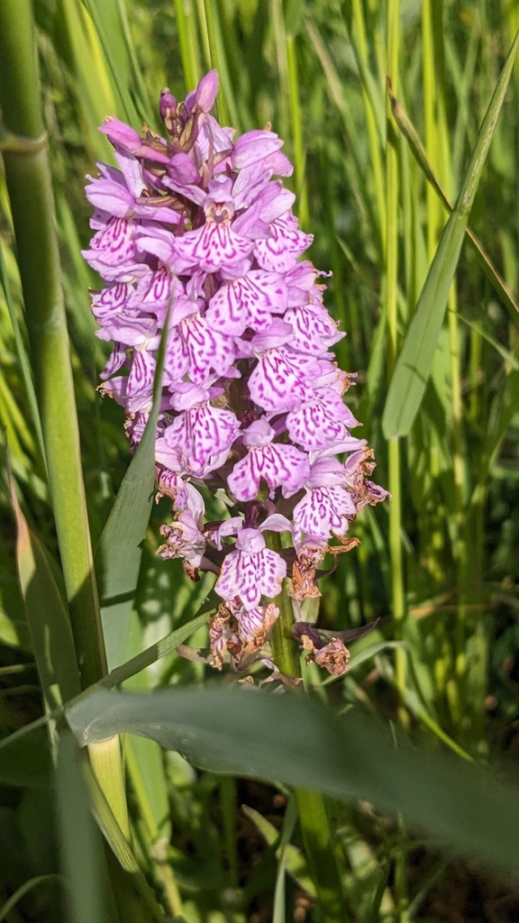 Dactylorhiza × formosa (T.Stephenson & T.A.Stephenson) Soó