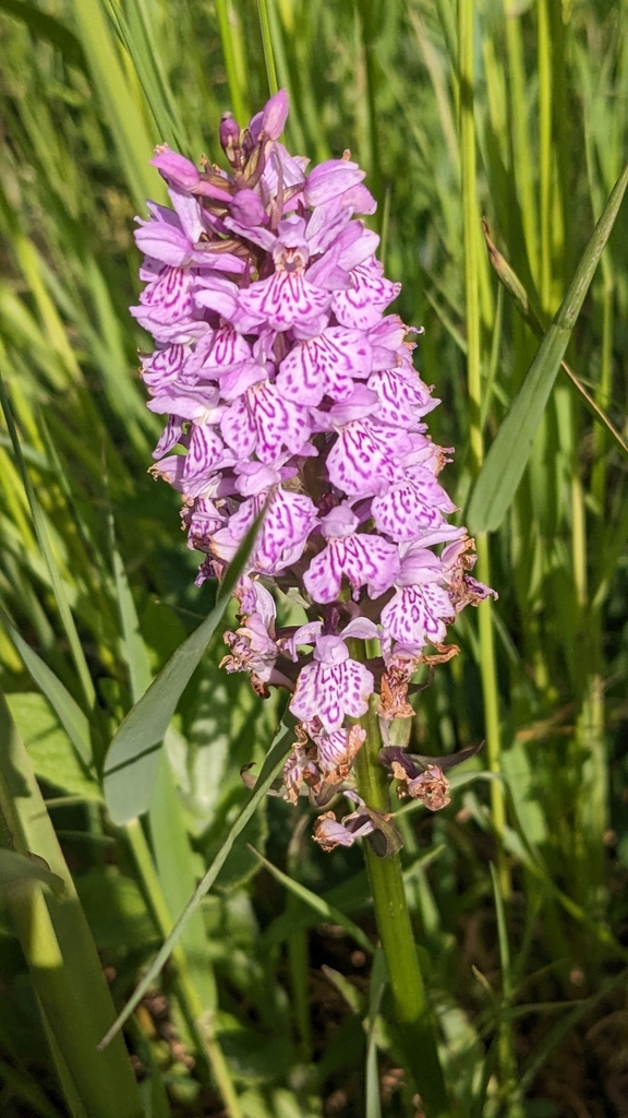 Dactylorhiza × formosa (T.Stephenson & T.A.Stephenson) Soó 2