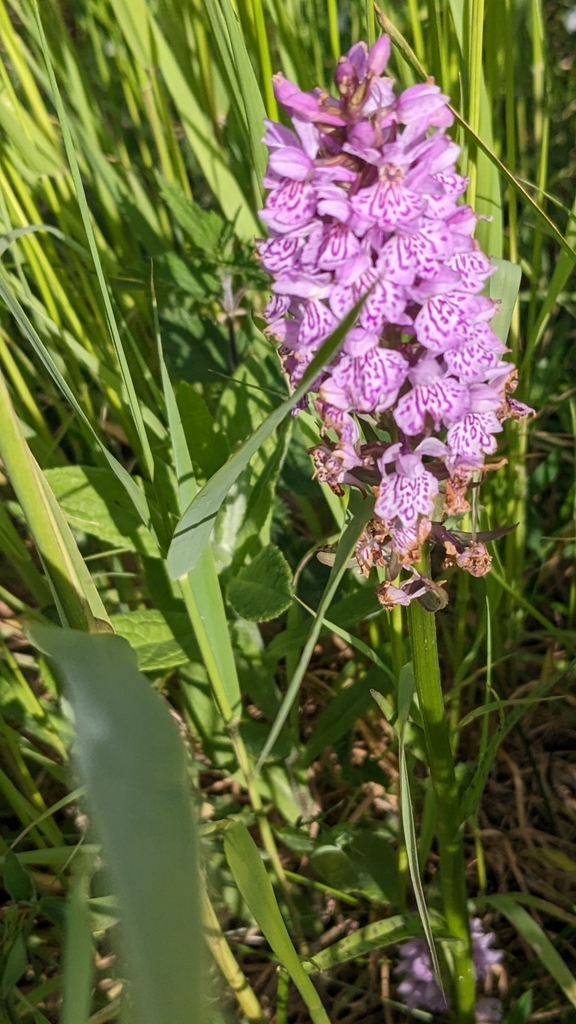 Dactylorhiza × formosa (T.Stephenson & T.A.Stephenson) Soó 3