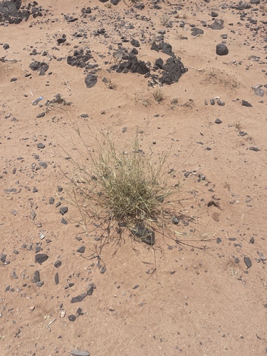 Desert grass (Panicum turgidum)