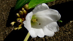 Bonamia agrostopolis