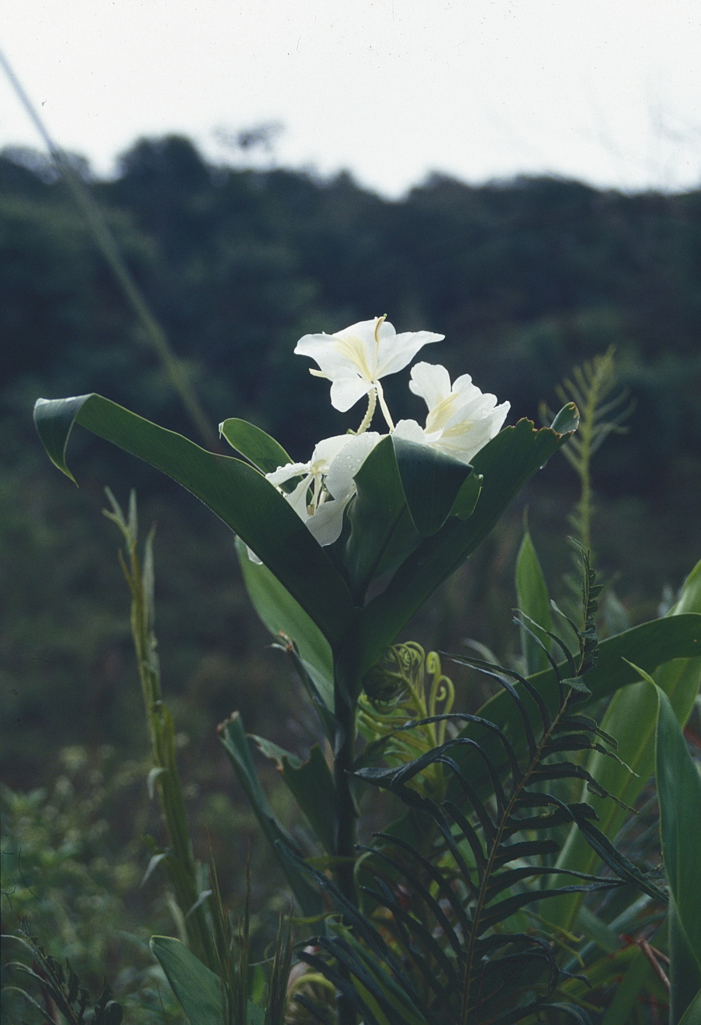 Hedychium coronarium