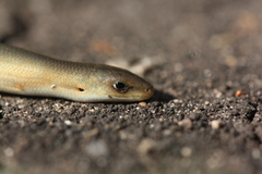 Chalcides guentheri