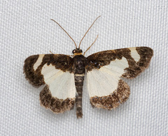 Heliomata cycladata