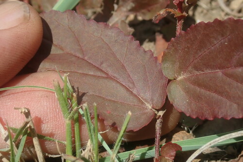Image of Hermannia depressa by no rights reserved