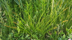 Carex