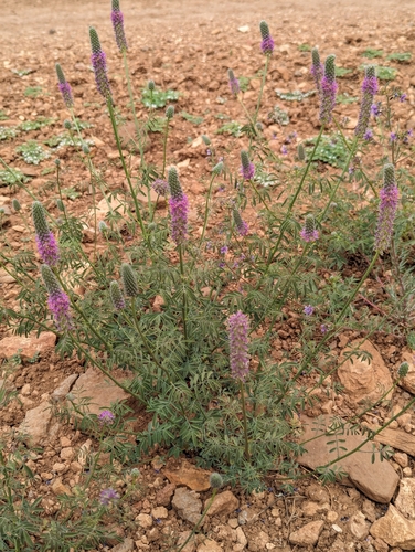 Searls' prairie clover (Dalea searlsiae)