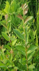 Salix