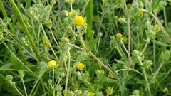 Potentilla argentea