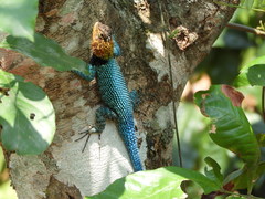 Sceloporus smaragdinus