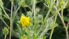 Potentilla argentea