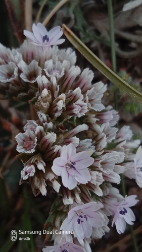 Goniolimon eximium, photograph 6