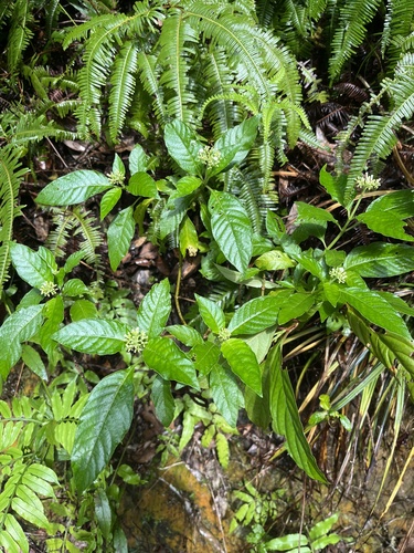 Ophiorrhiza kuroiwae iNat (1)