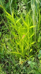 Carex