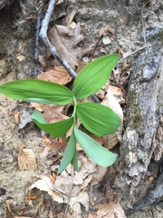 Polygonatum pubescens