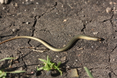 Chalcides guentheri