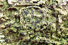 Bacidia schweinitzii