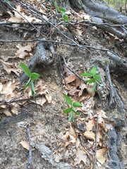 Polygonatum pubescens