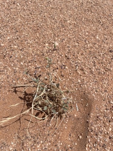 Monsonia nivea