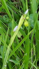 Sisyrinchium