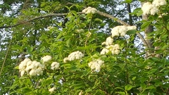 Viburnum