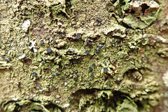 Bacidia schweinitzii