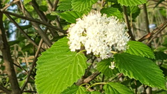 Viburnum dentatum
