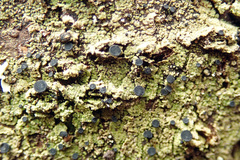 Bacidia schweinitzii