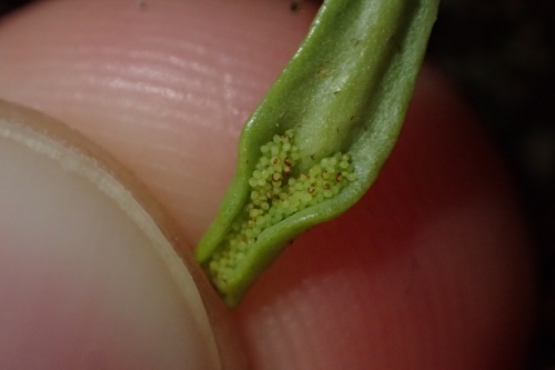 Image of Notogrammitis crassior by (c) Oscar Dove, some rights reserved (CC BY)