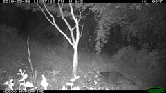 Procyon lotor psora