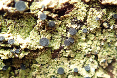 Bacidia schweinitzii