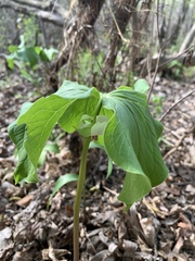 Trillium cernuum