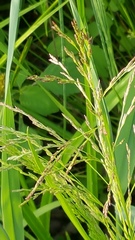 Poaceae
